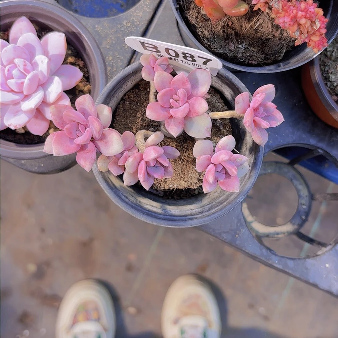 B087黛比一物一拍