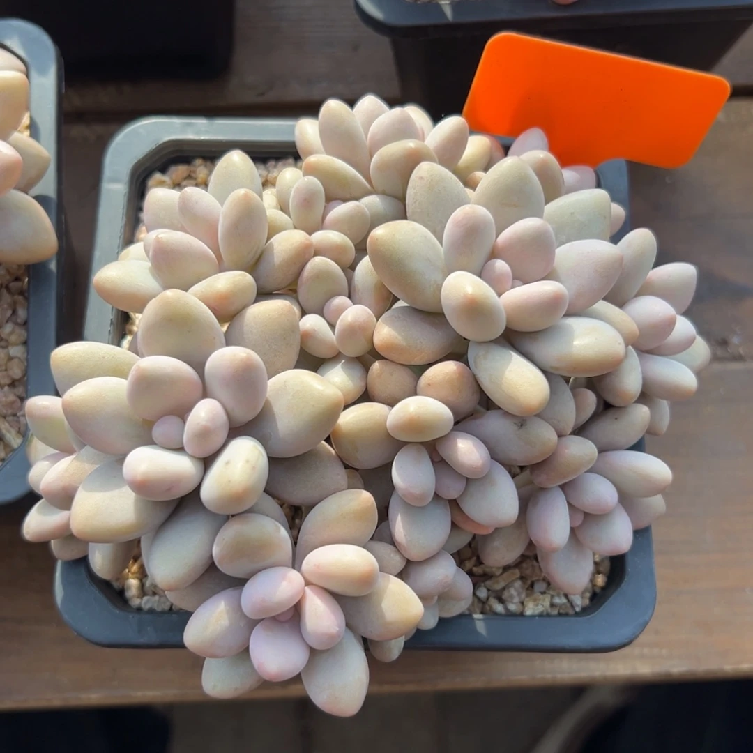 蜜多丽美人1111111111111