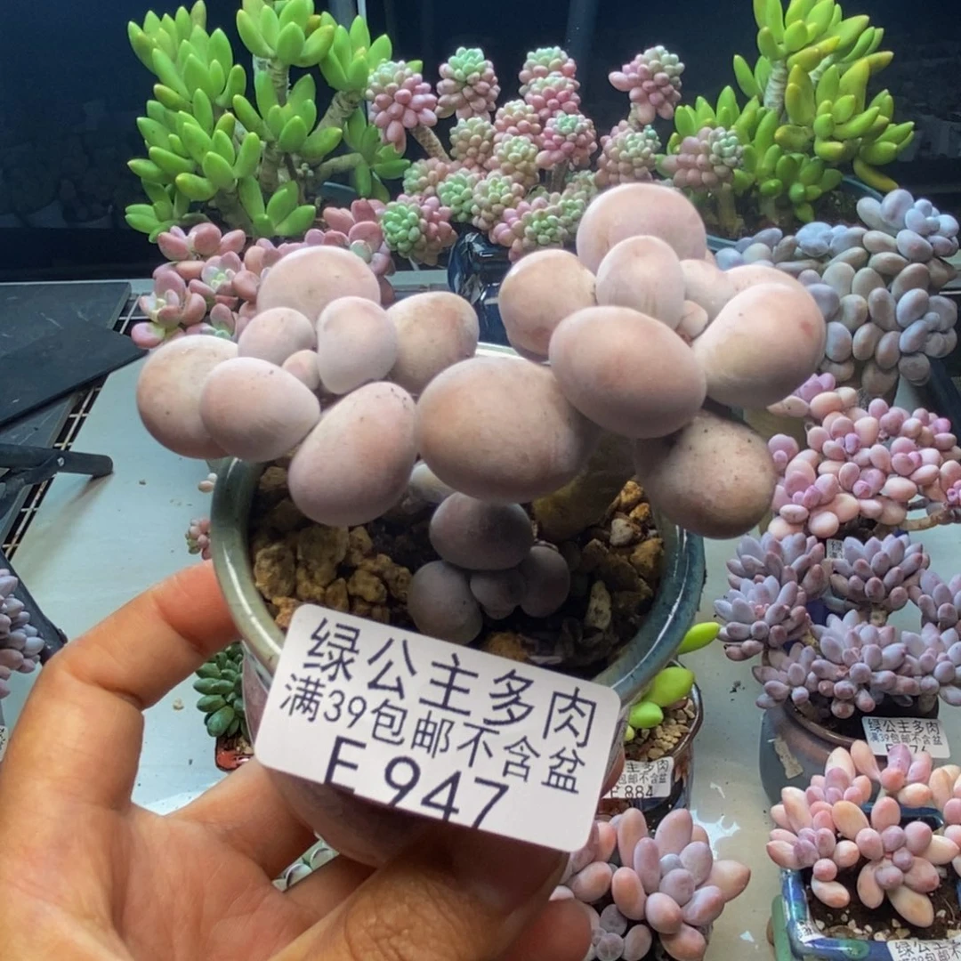947芭比奶多肉6c m