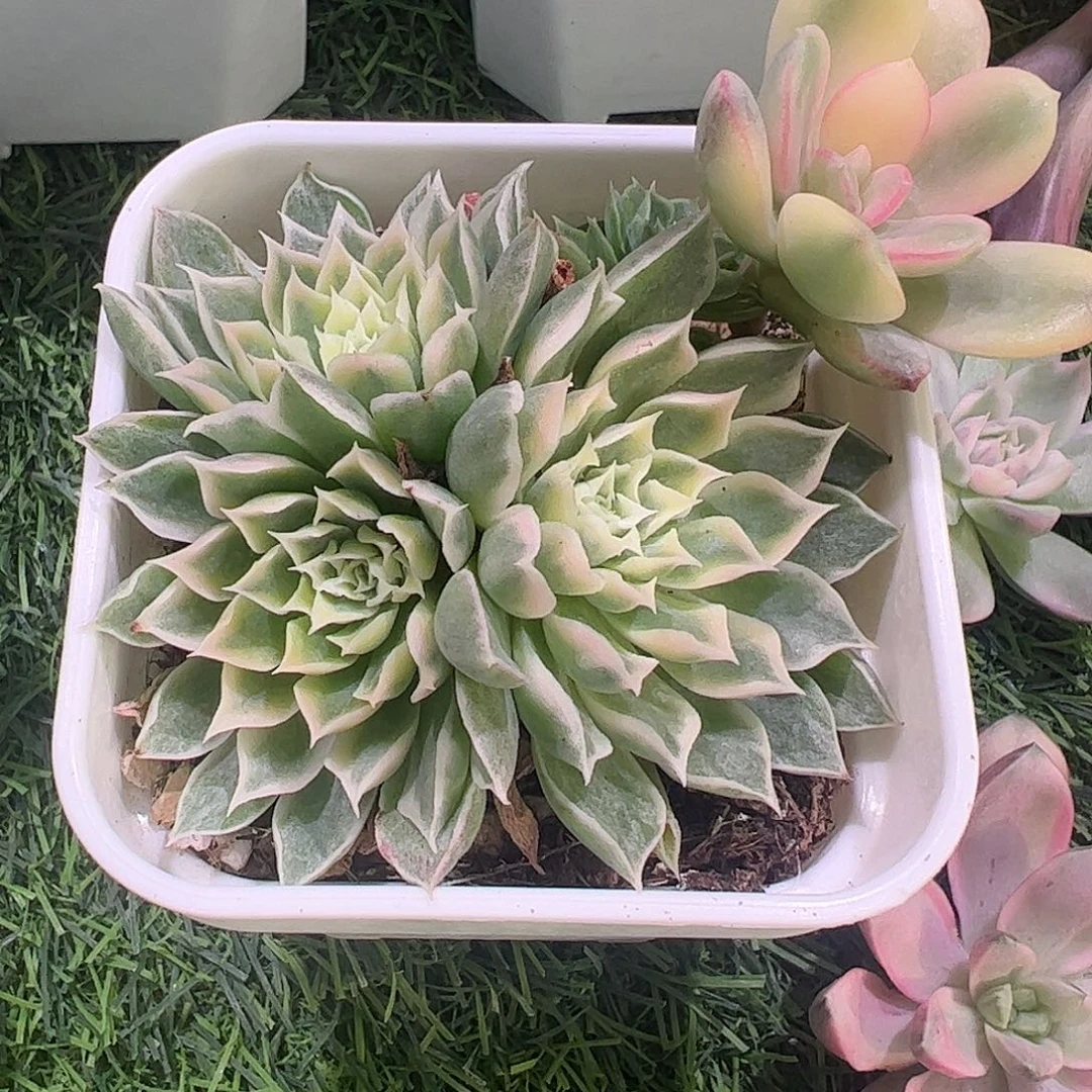 淡***雪多肉植物多肉植物