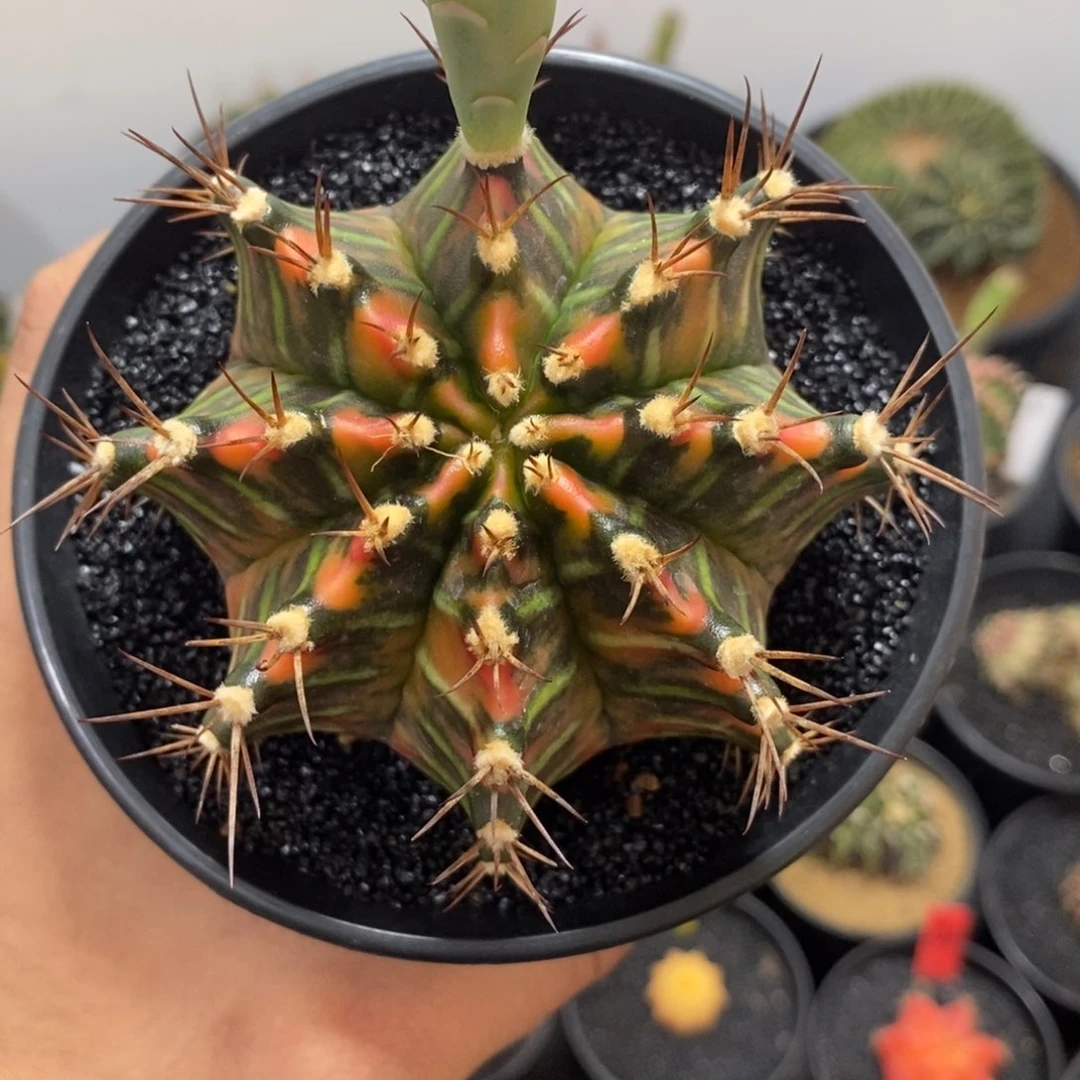 泰系米哈——带盆土发货