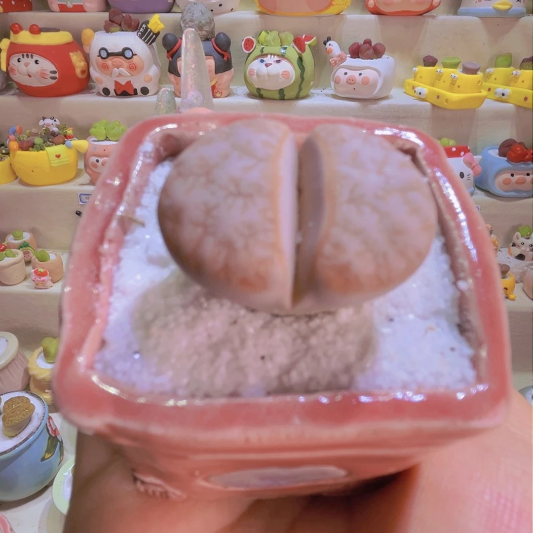 020 3cm手工盆特价带盆带肉