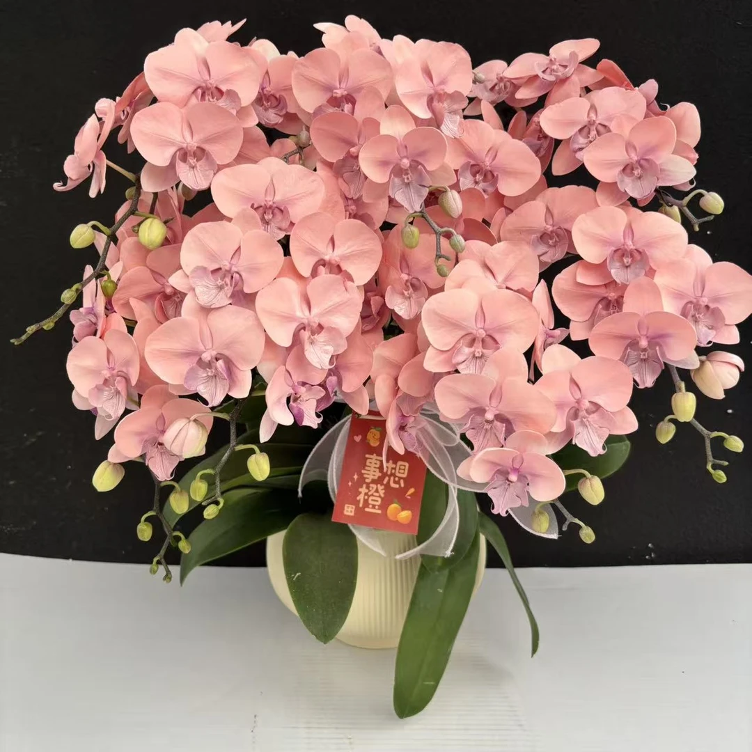 （水蜜桃）蝴蝶兰喷色晕染工艺花卉鲜花高级盆栽观花花卉