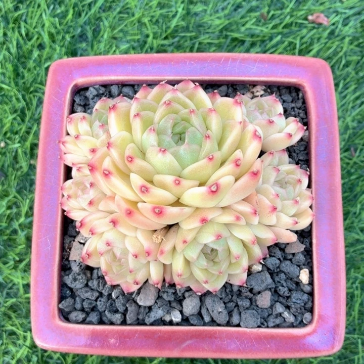 多肉植物 麦秆一物一拍-4