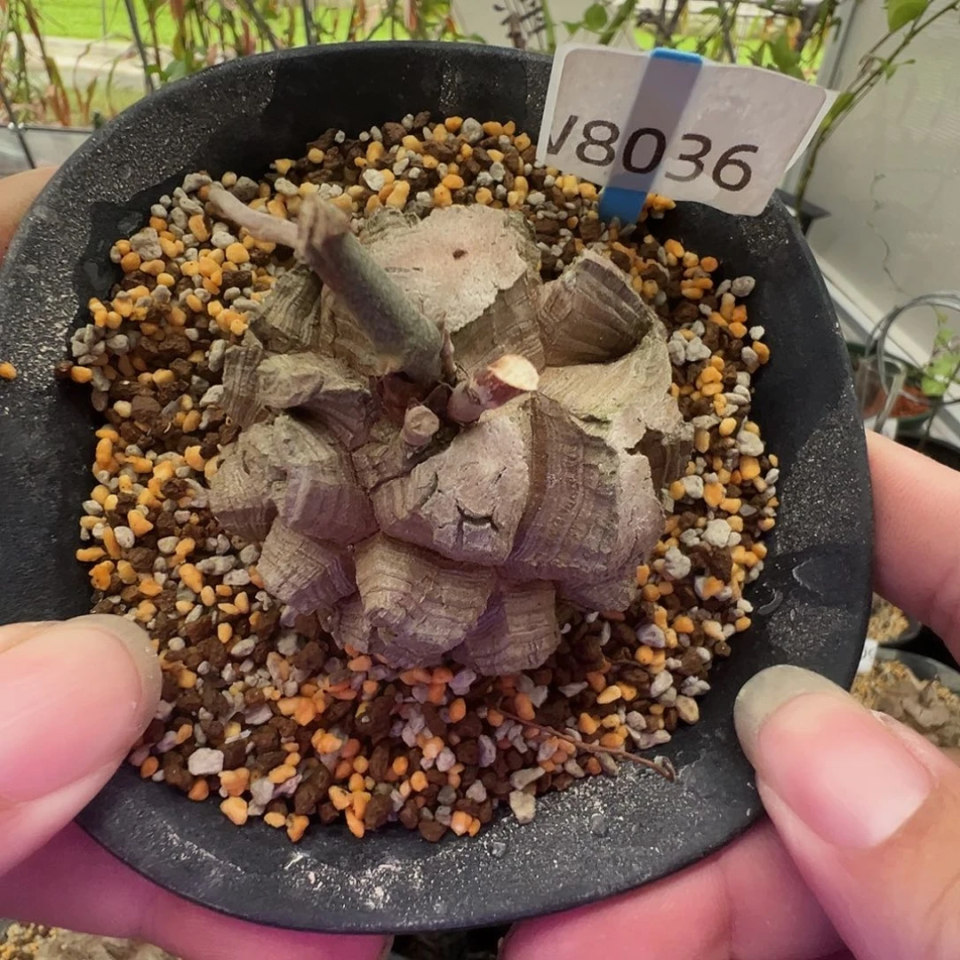 多肉植物专拍 一物一拍 南非龟甲龙8036