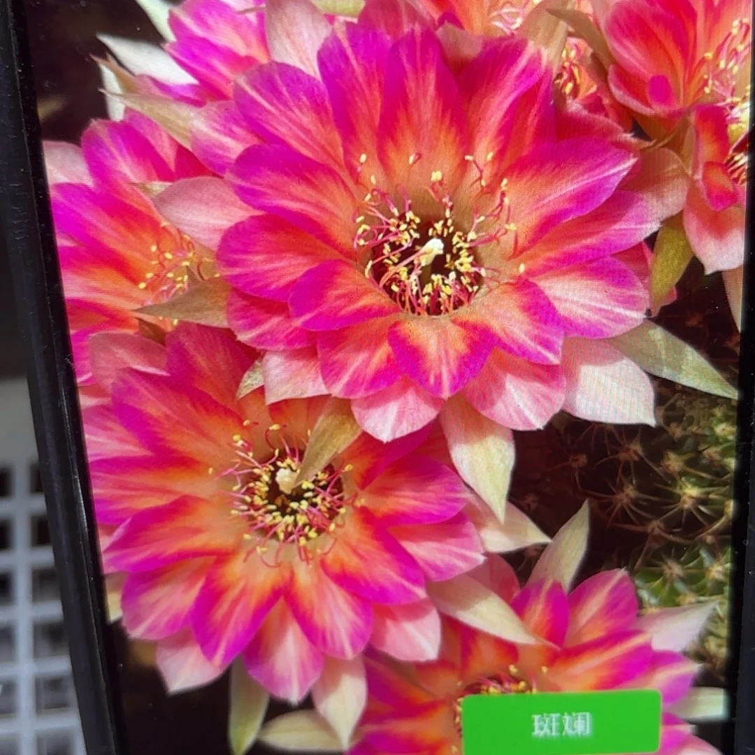 斑斓丽花侧牙20包邮仙人球4