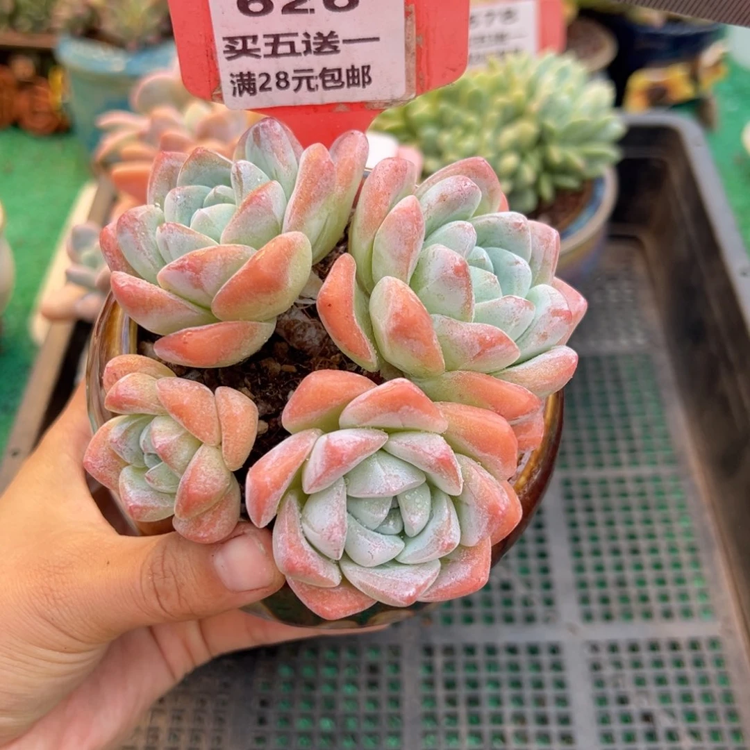 表妹精品多肉植物626.