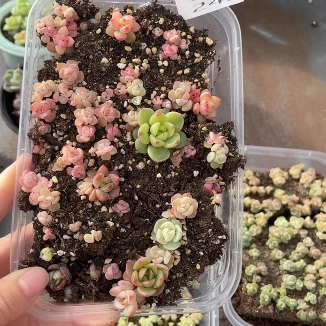 糕大上多肉植物243