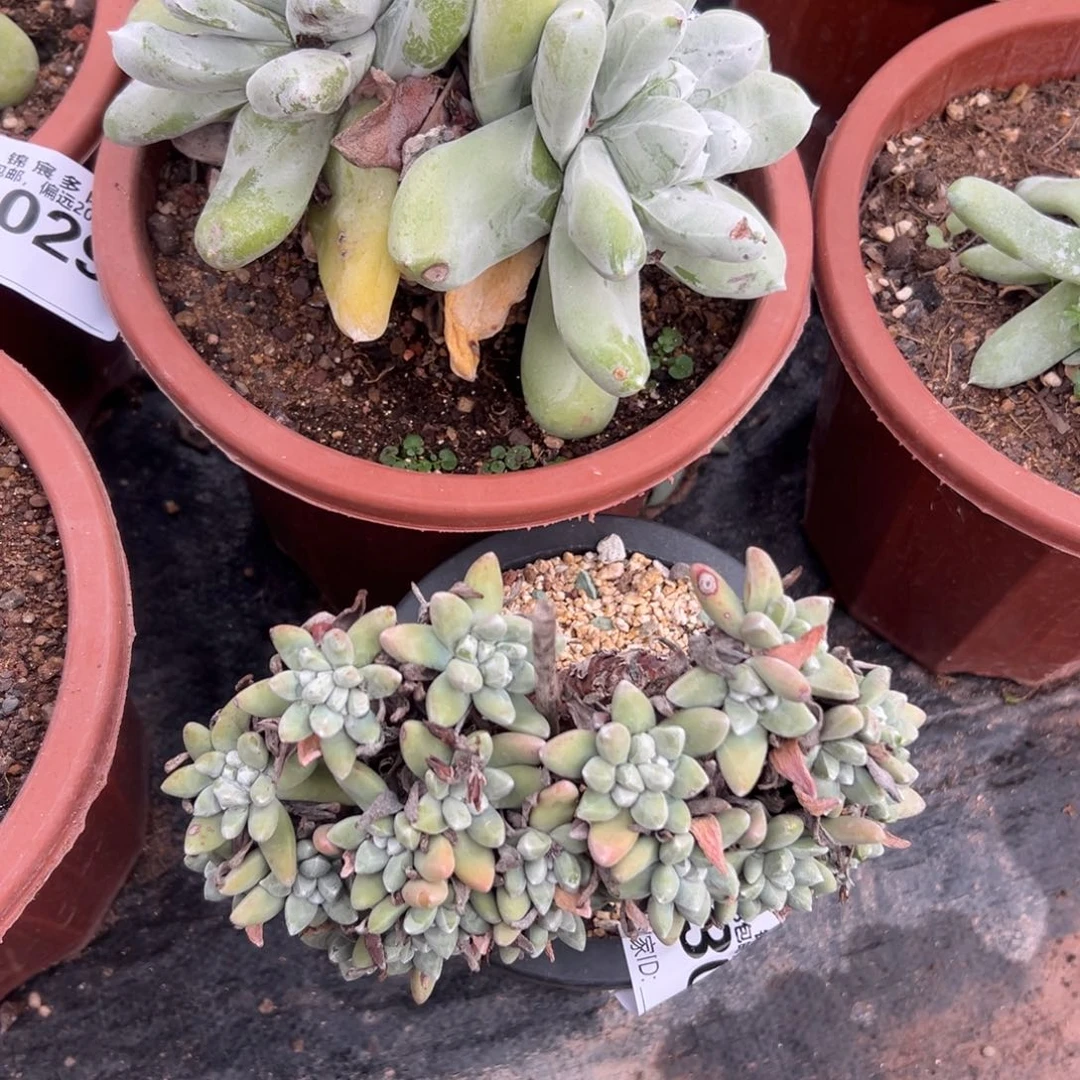 天***跑谢谢宝～一物一拍3058