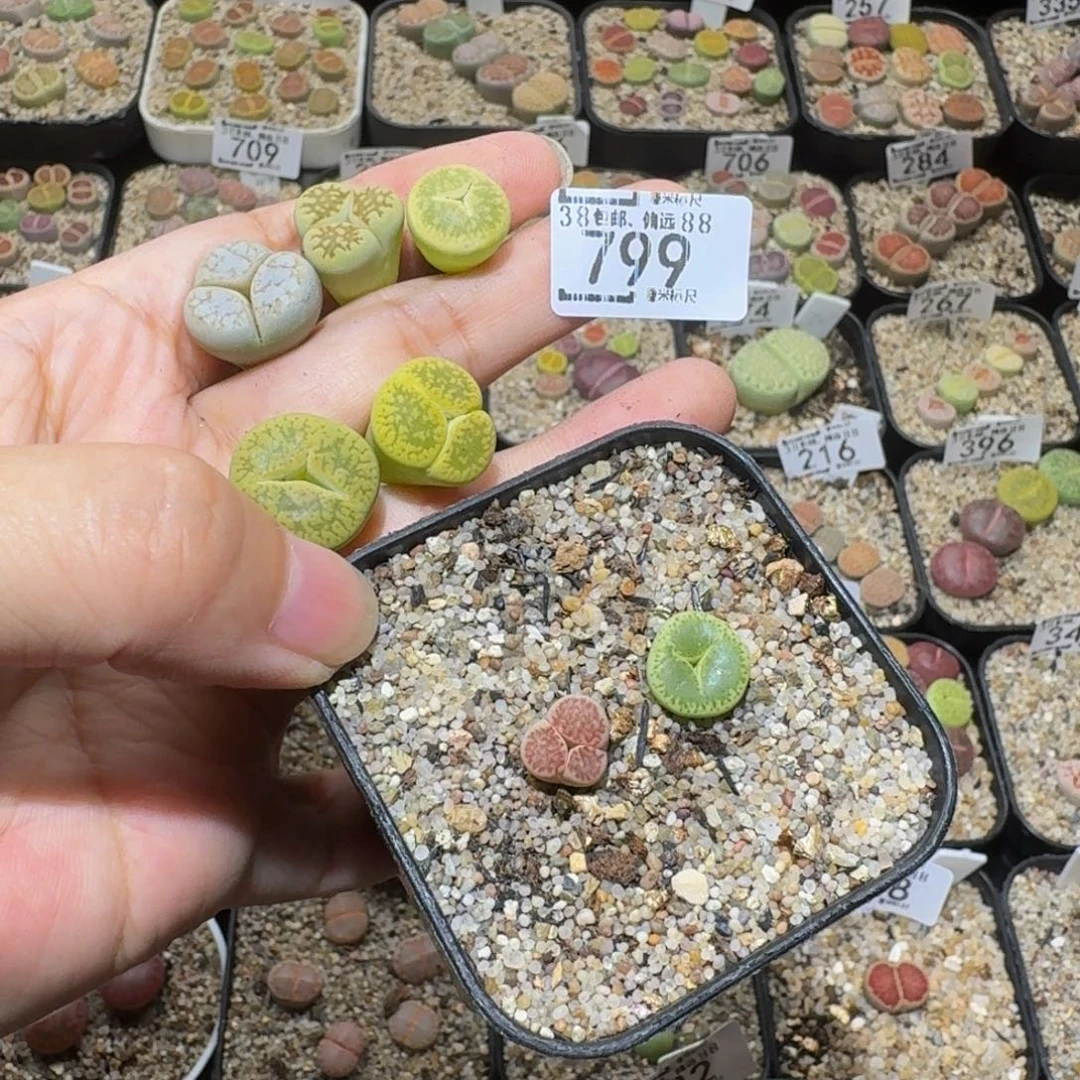 风***筝Ssss精品生石花799