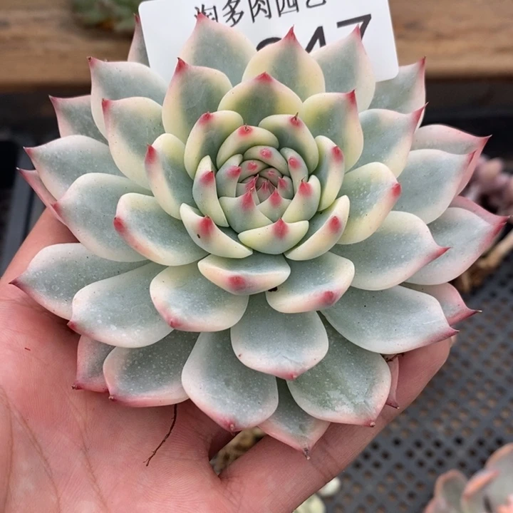 吉娃娃锦多肉植物A1247