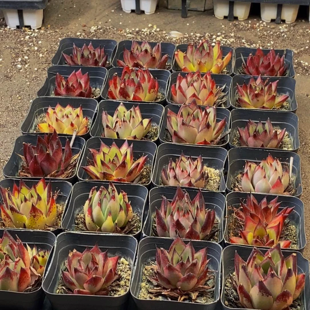 769多肉植物保护研究所所长助理