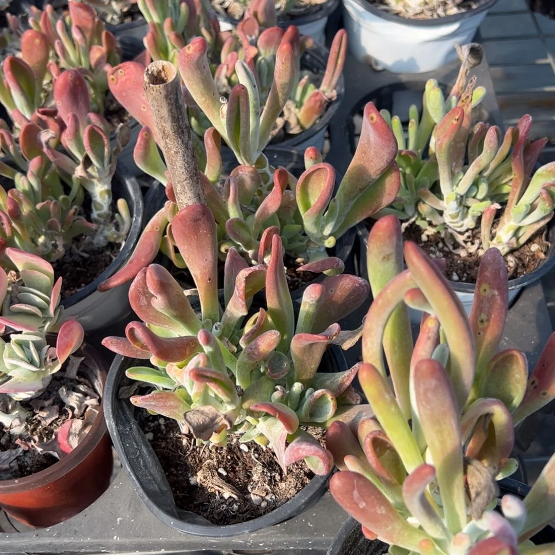 火狐狸有砍有瑕疵一颗量拍多肉满18元包邮下午发货