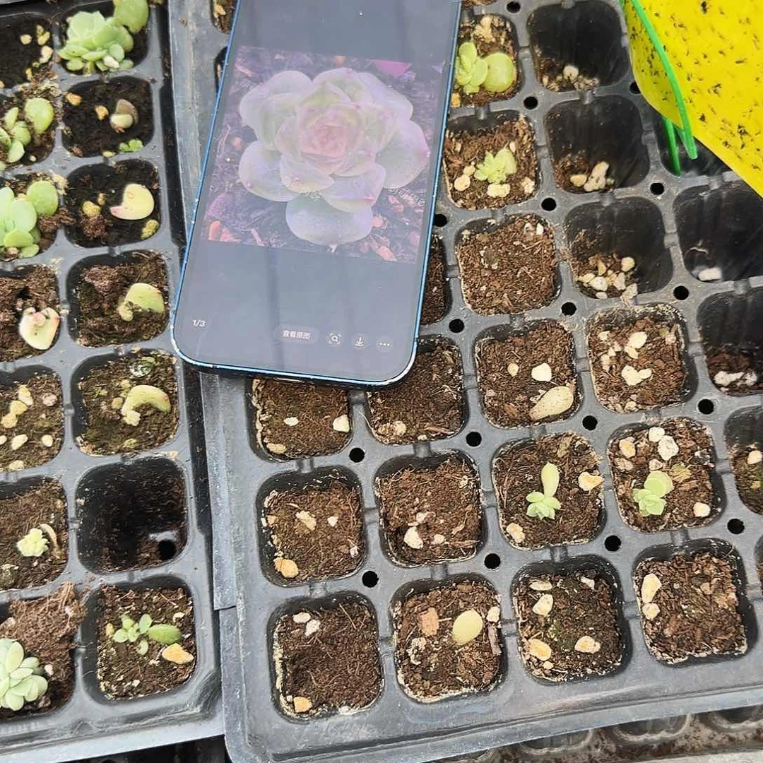 蜜桃3 芝麻一个满25包邮