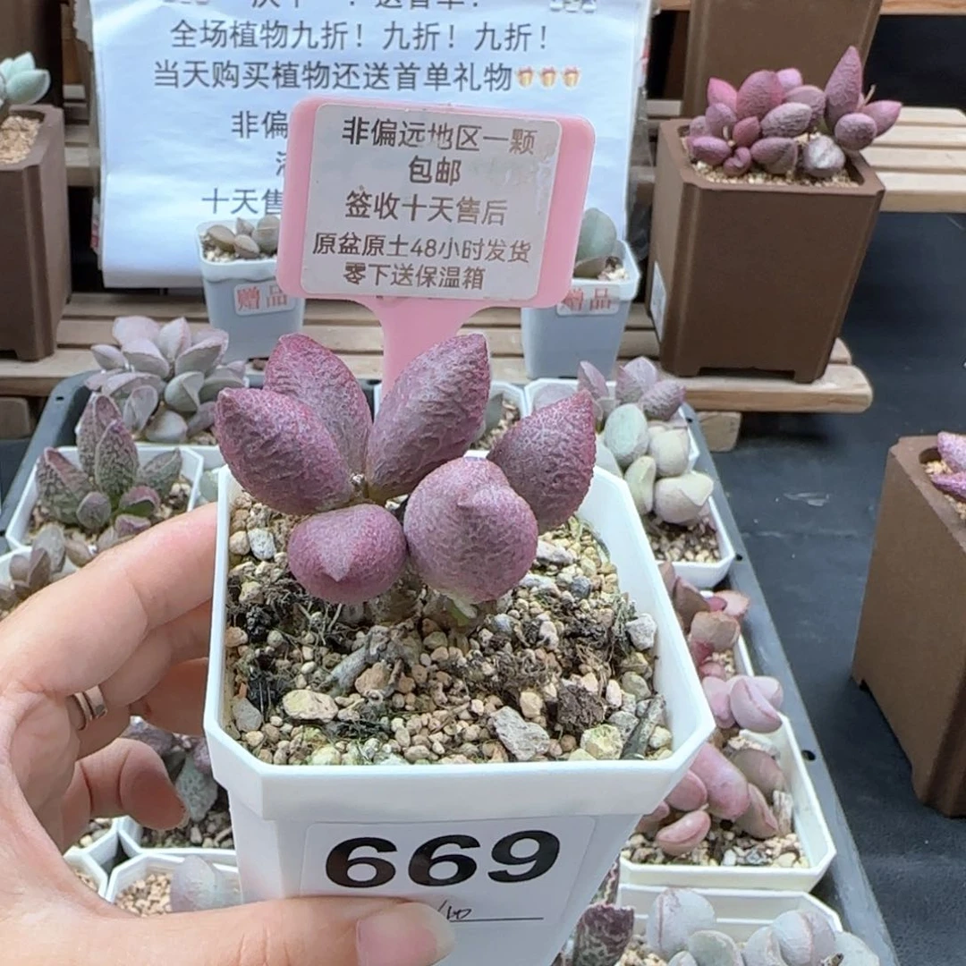 669少女心多肉植物