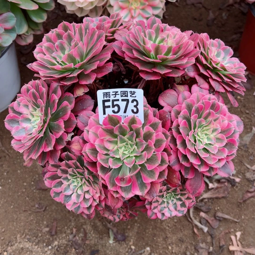 573红彤白尺寸23左右