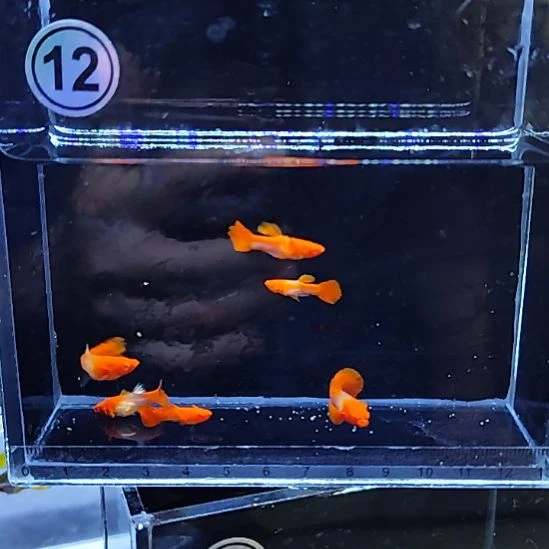 孔雀鱼红头双分水三对