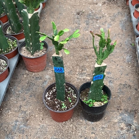 S****烂668+669嫁接蟹爪兰：索菲亚+桑吉塔