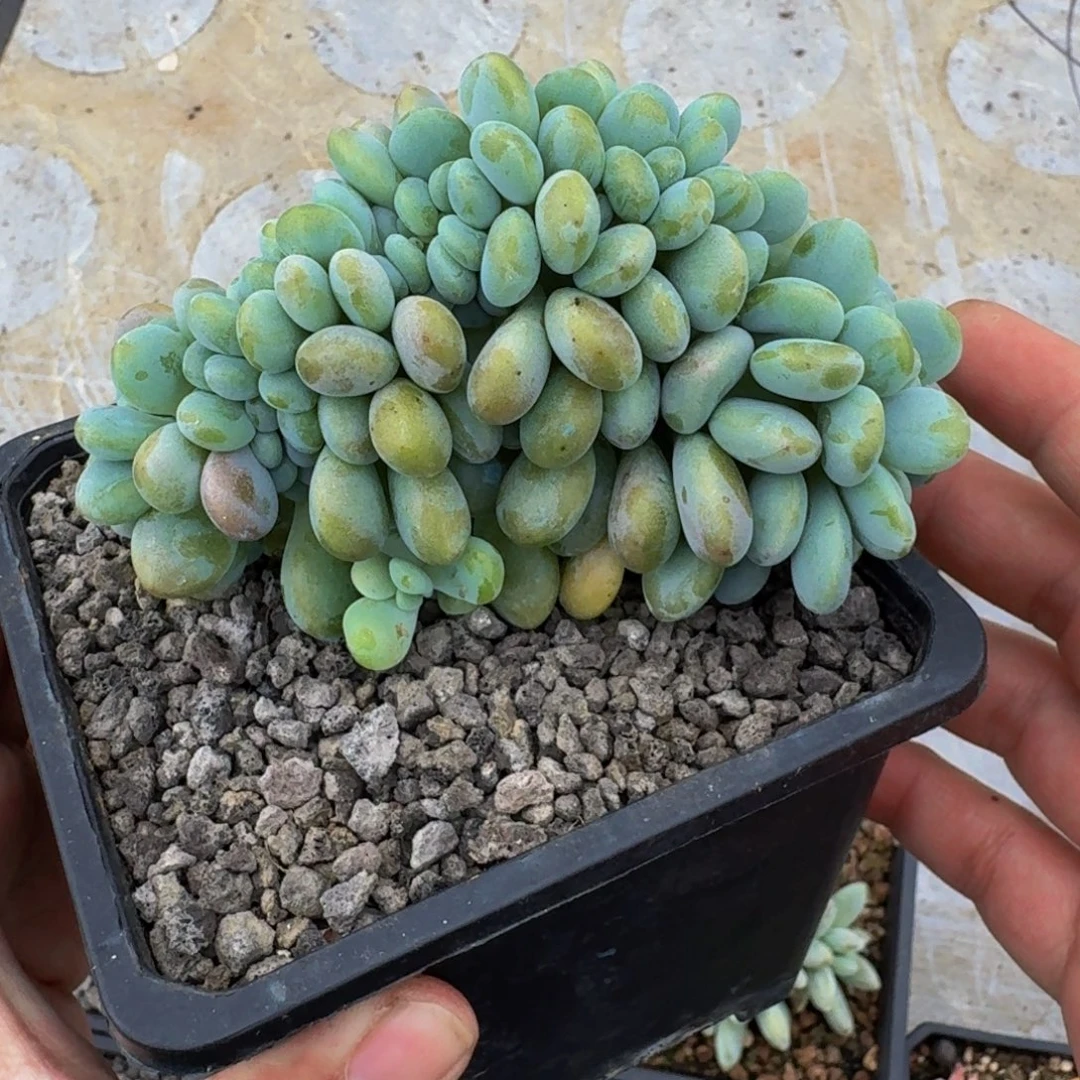 洛神缀化 一物一拍