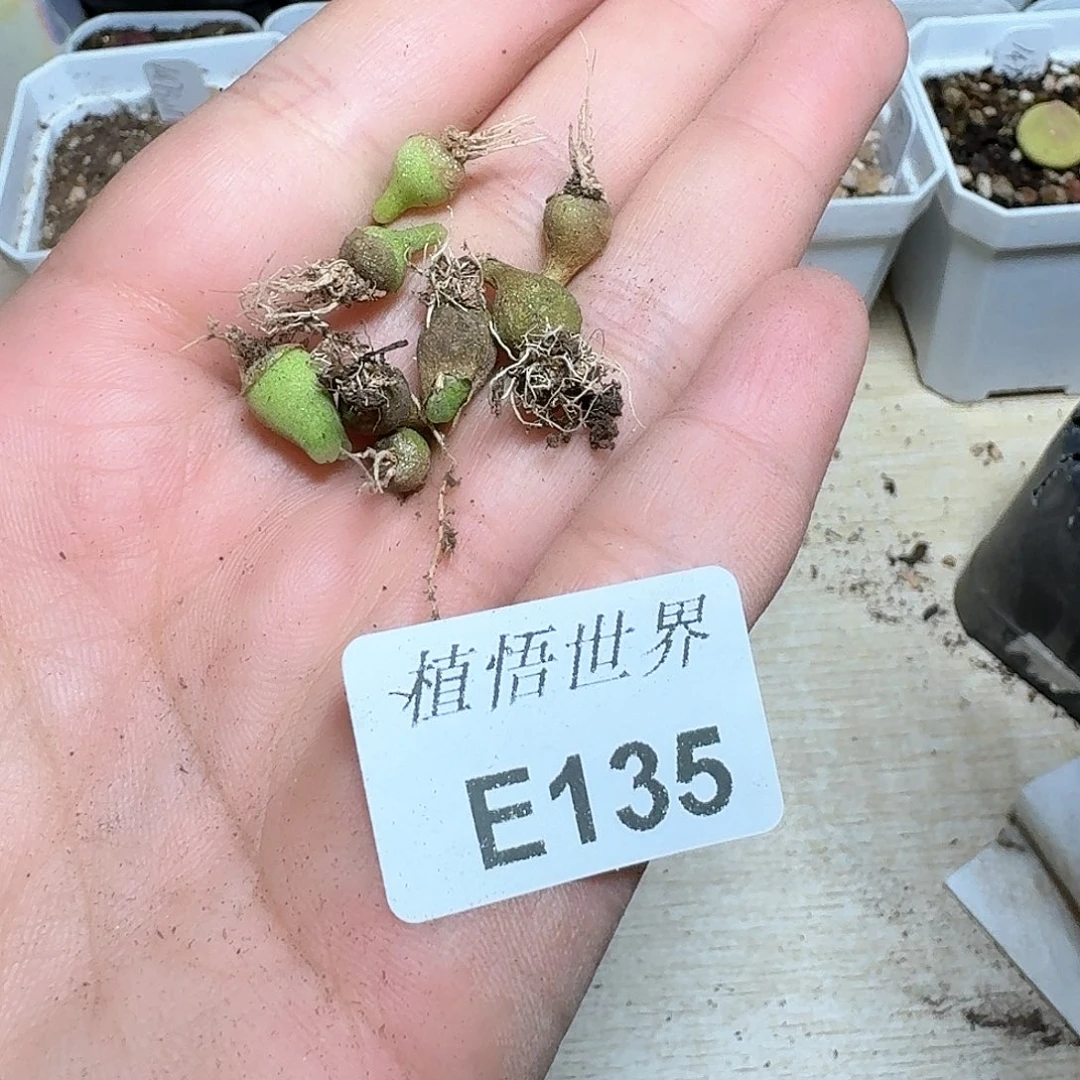 2颗一组量拍多肉植物哇f g