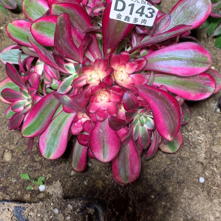 143多肉植物一物一拍