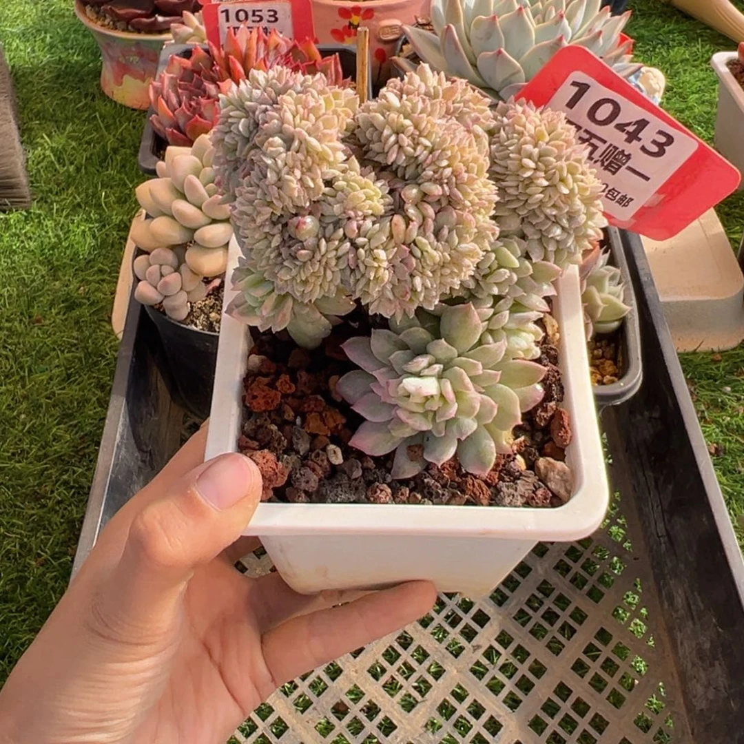 表妹精品多肉1043.