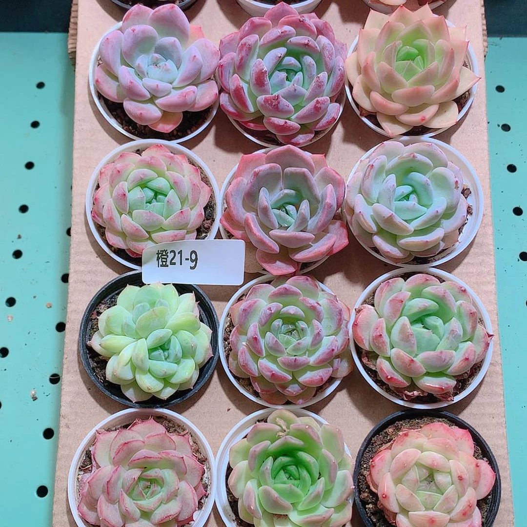 21-9一物一拍带盆18颗