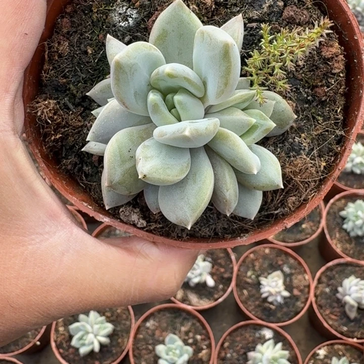 邀月 3头 一物一拍