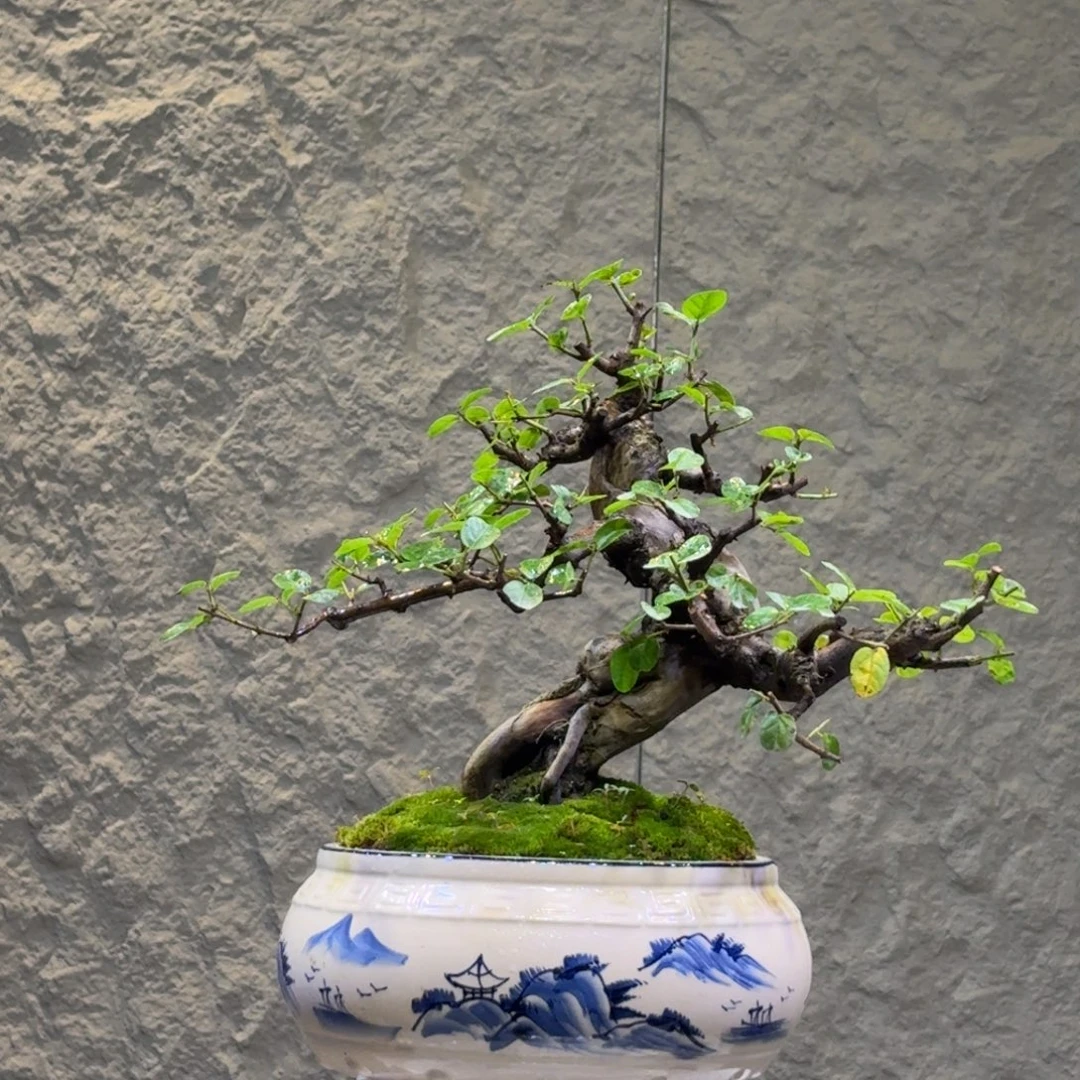 木***木无花朵雀梅一物一拍