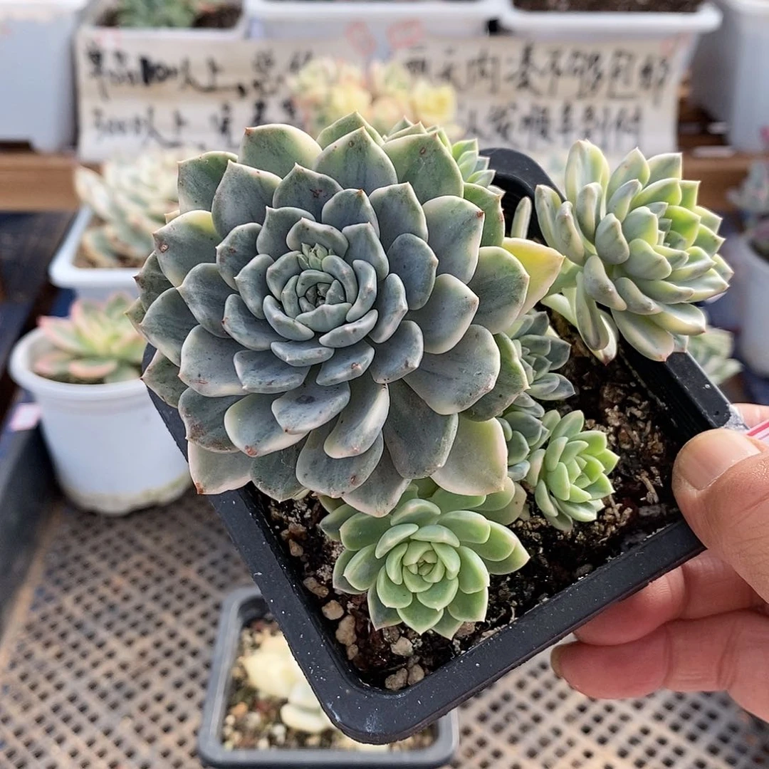 19235 粉布偶锦自然群