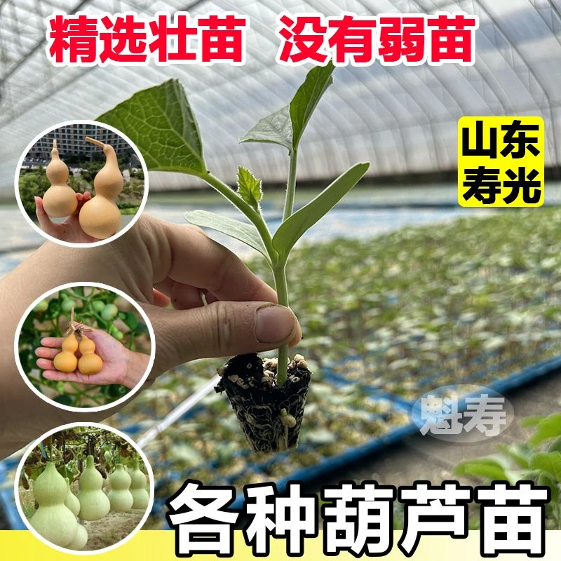 山东寿光大酒葫芦苗秧带土球根系发达易成活观赏文玩亚腰葫芦种子