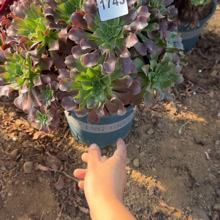 1743欧若拉清棚处理不包断枝