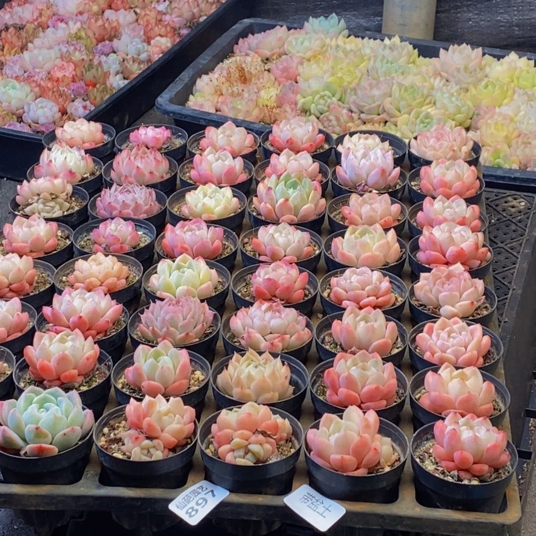 897多肉植物保护研究所所长助理研究员