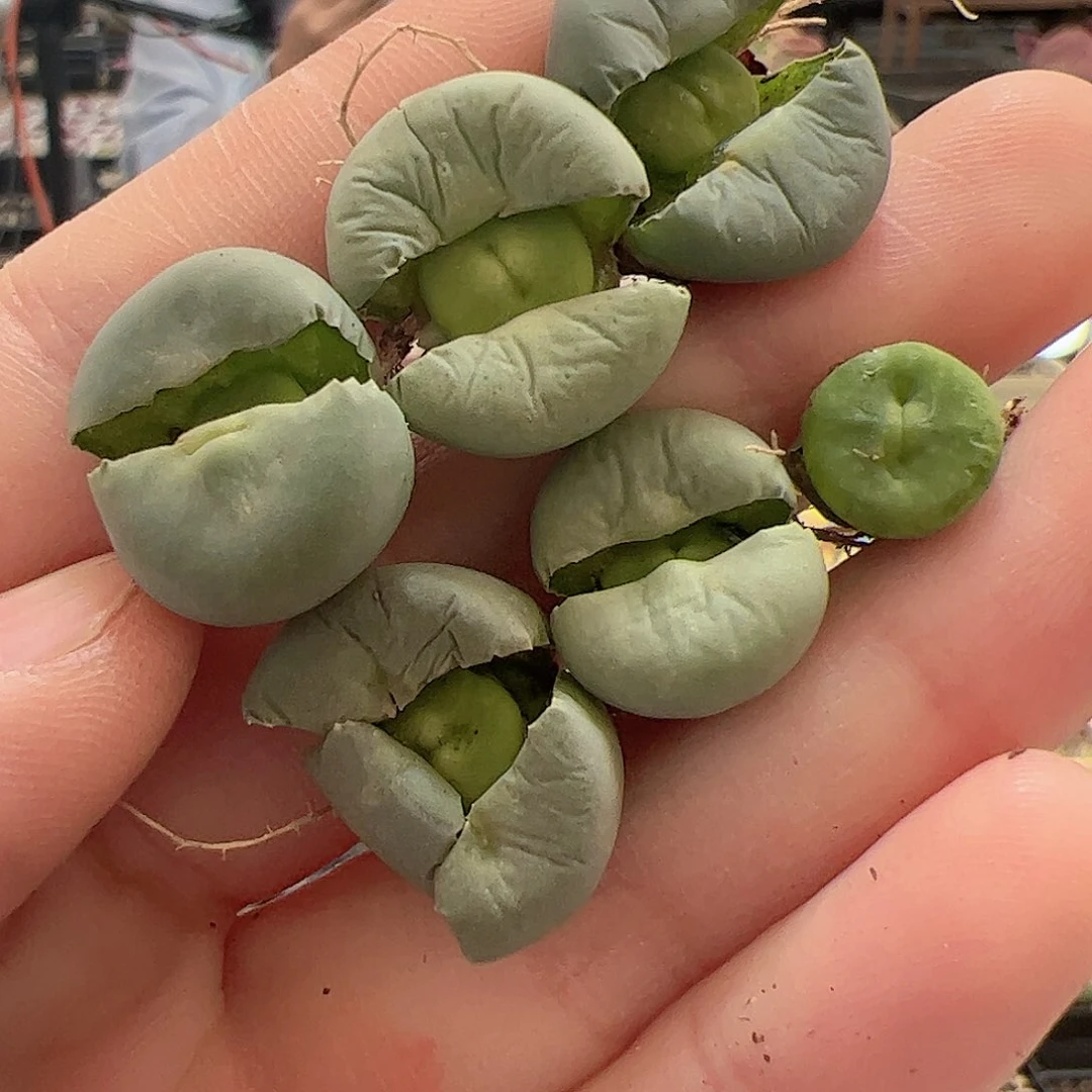 【闪购商品】203 开播福利