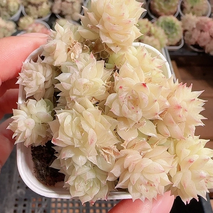 1117-------137麦秆群