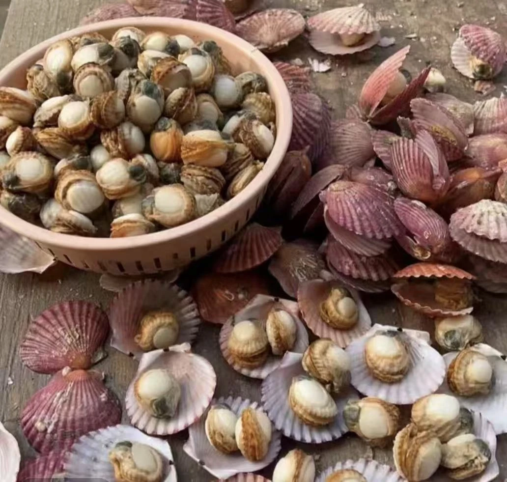 （5包5斤）新鲜 现剥港湾贝 无泥  无沙 速冻冷链发货