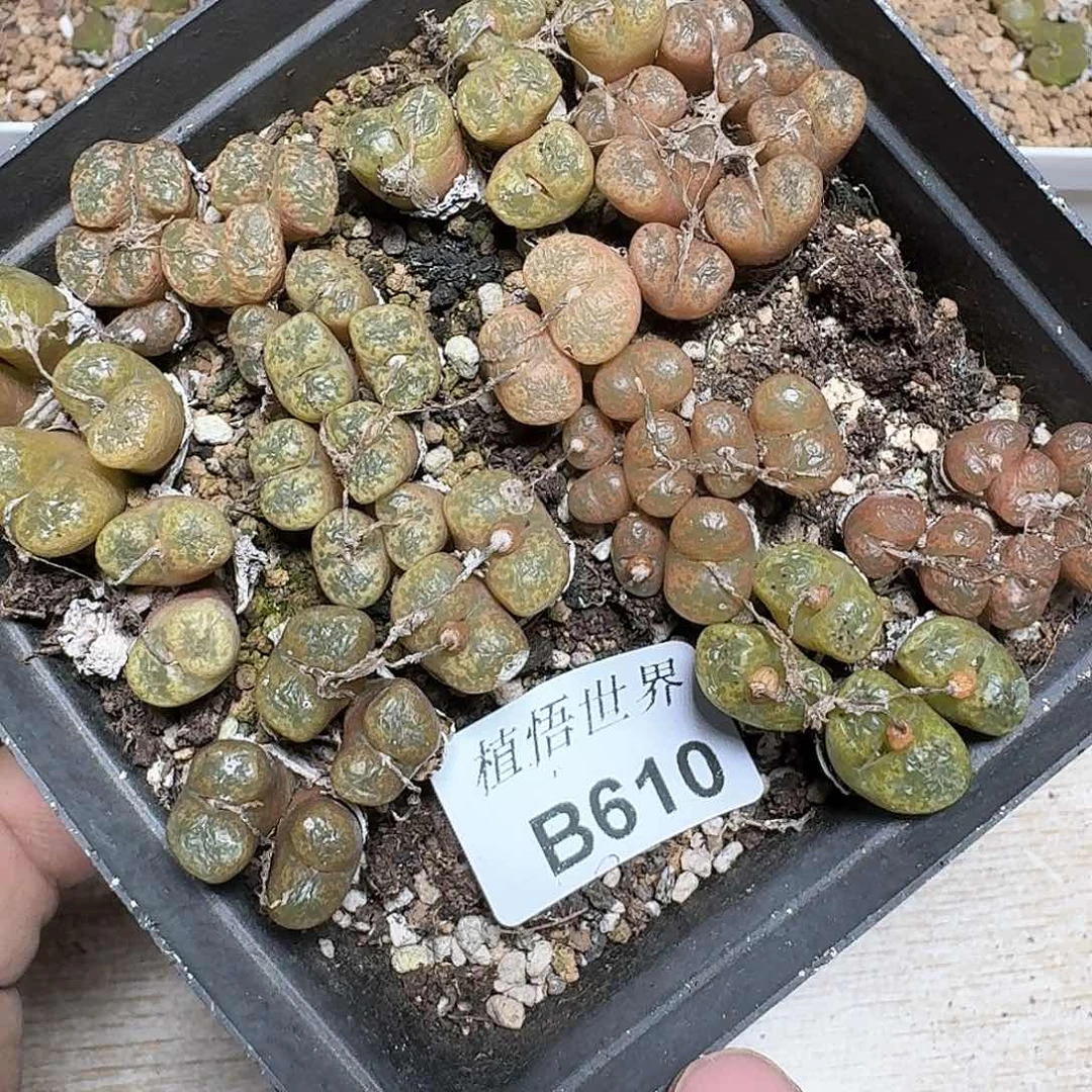 610盒多肉植物哇f v