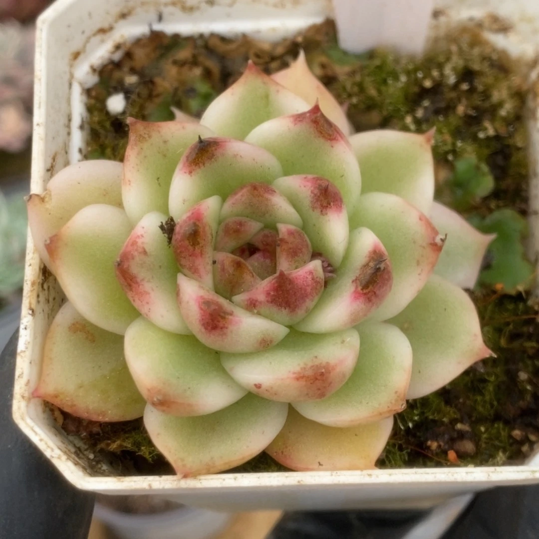 102黑水晶锦锦锦锦锦