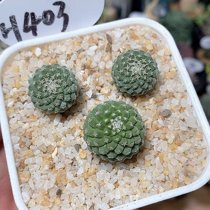 三颗实生菊水403号
