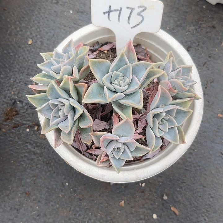 小***师晨语多肉，一物一拍173