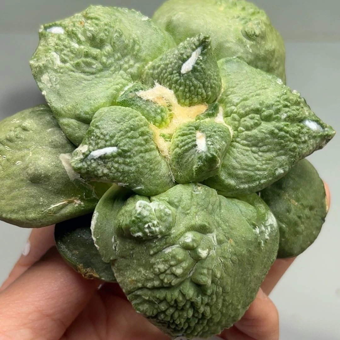 136 仙人球的小伙伴