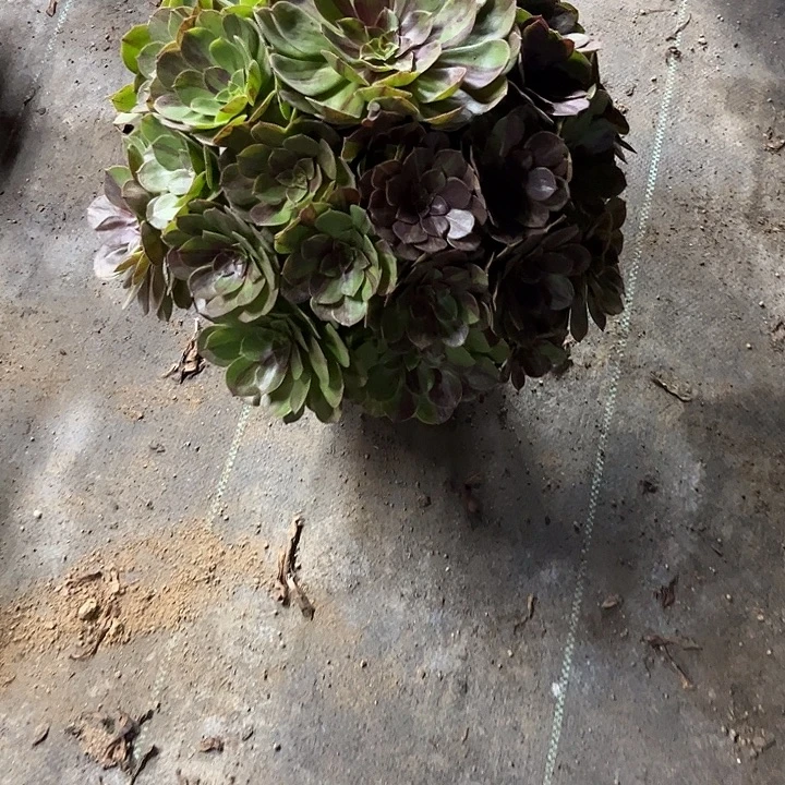 多肉植物花月夜锦……