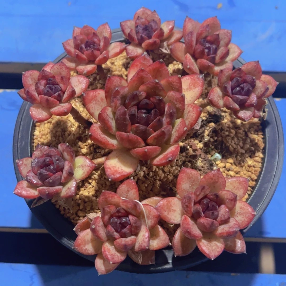 玉*紫薇，多肉植物，