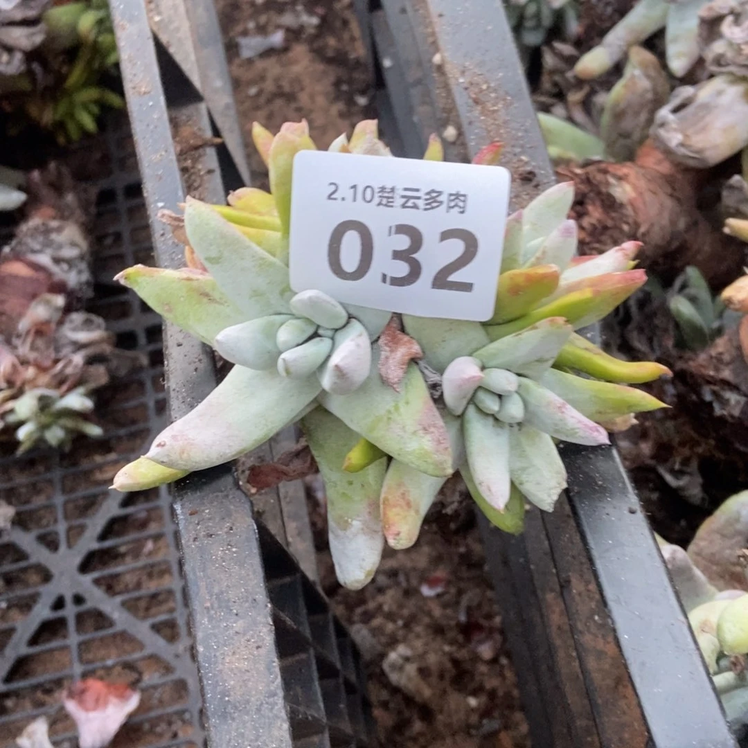 032多肉植物啦啦啦