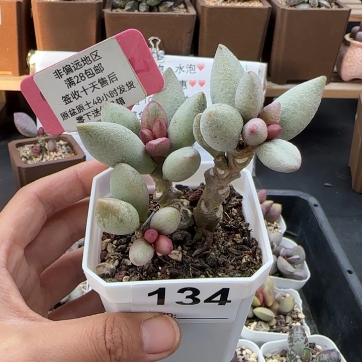134白糖豆多肉植物