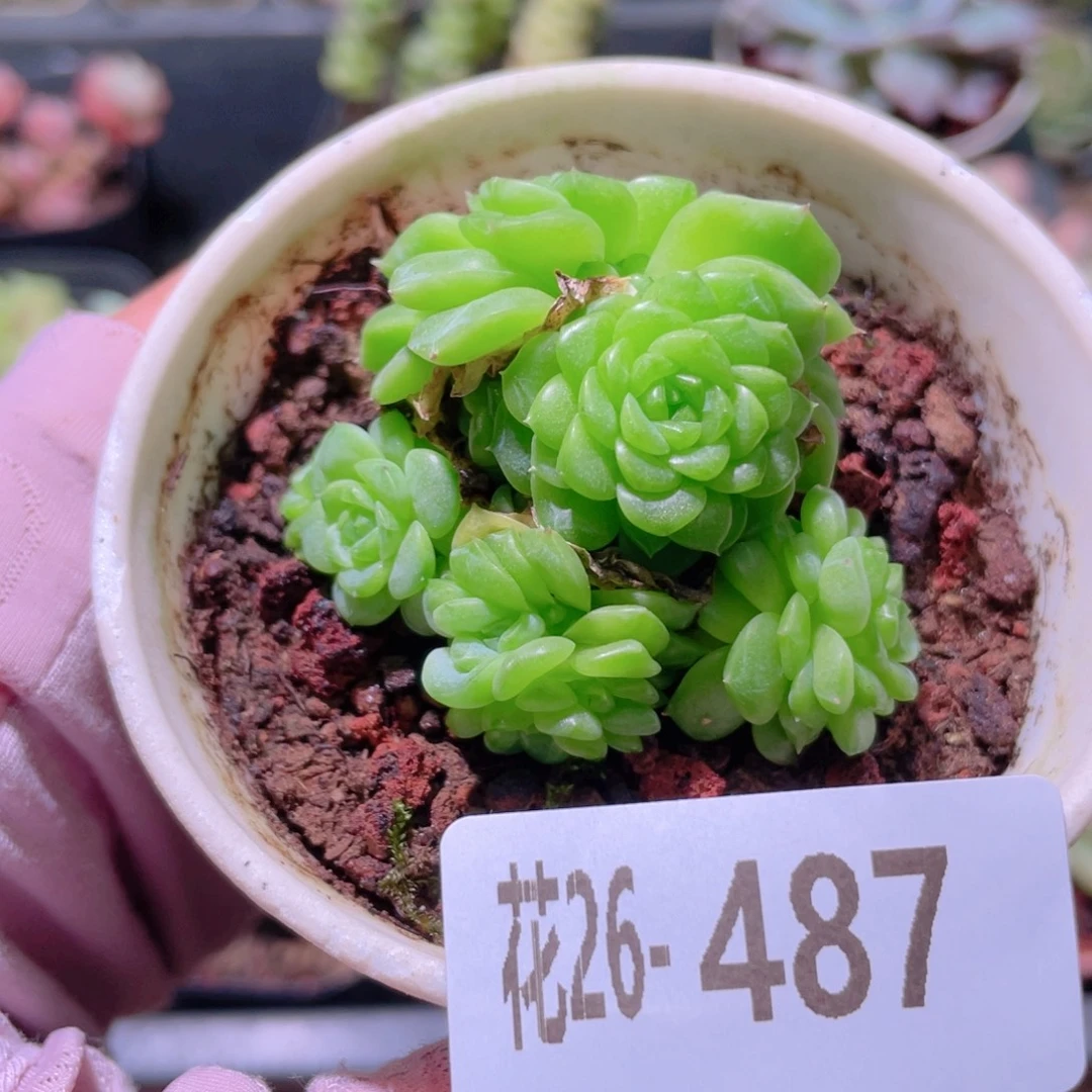 花利美26-487白天鹅