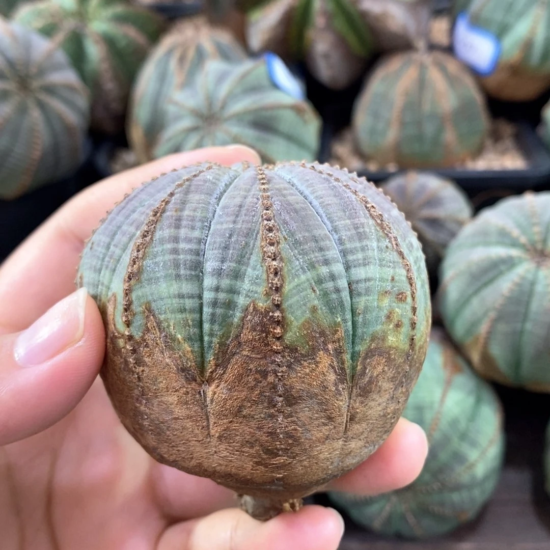 原产地布纹球 发货9折 寄养原价