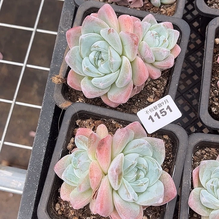 阿雅园艺。       1151