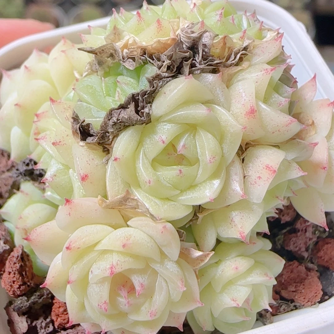 花语逸镜1031-10散