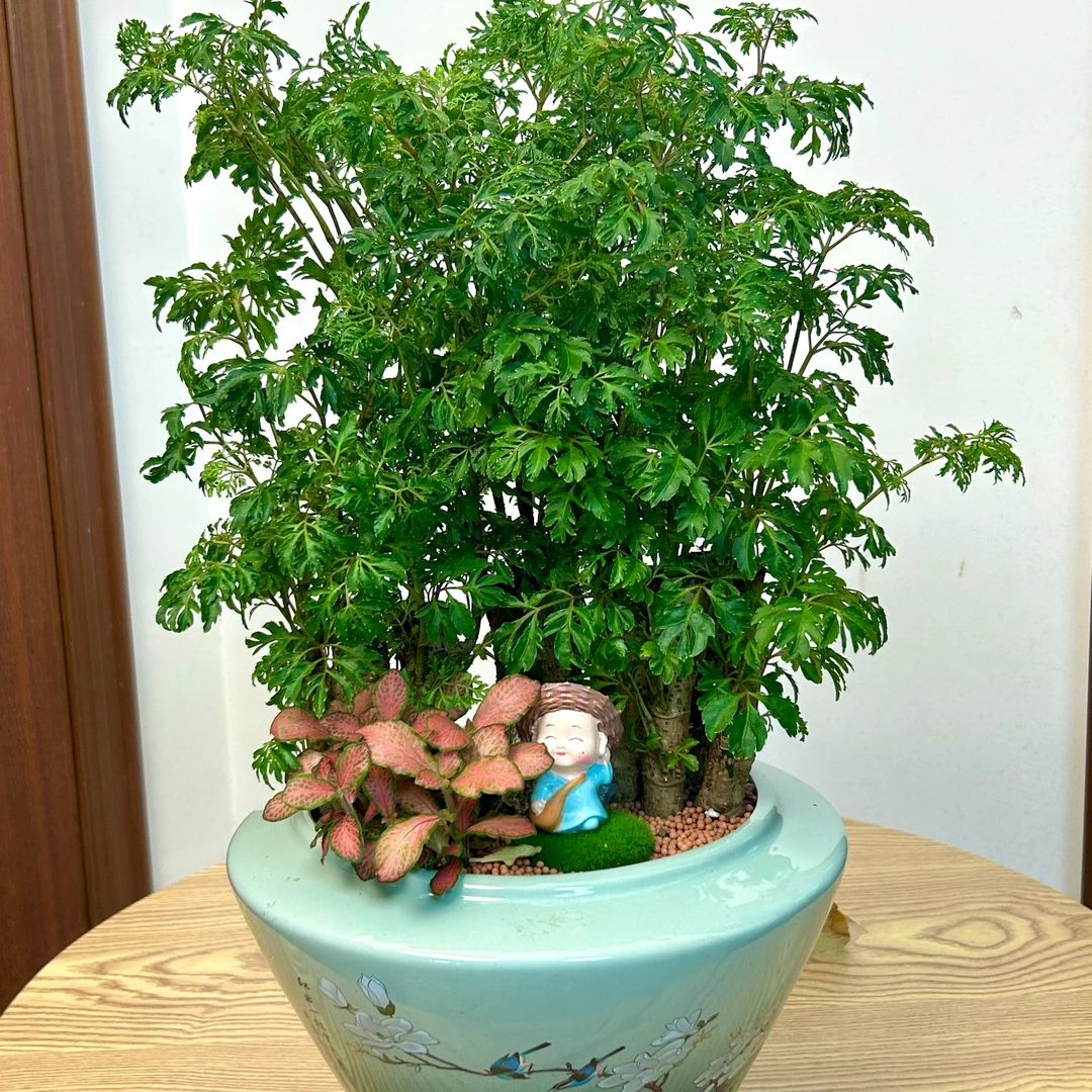 【两小时达】羽叶福禄桐盆栽